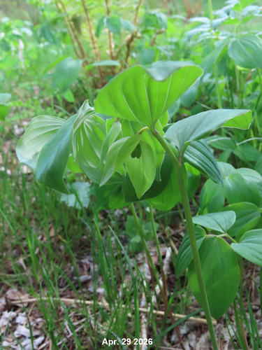 Polygonatum cryptanthum iNat (2)