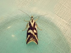 Epithymema incomposita