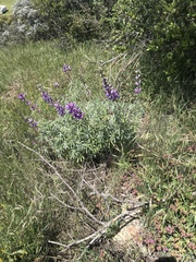 Lupinus longifolius