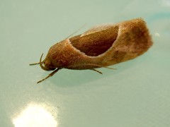 Hoplomorpha abalienella