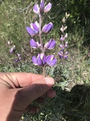 Lupinus longifolius