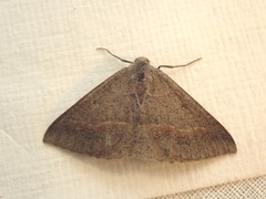 Nearcha tristificata