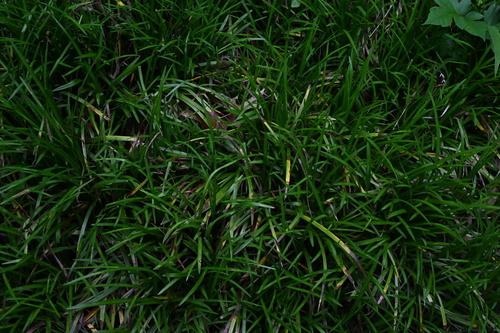 Ophiopogon japonicus