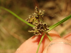 Cyperus sanguinolentus