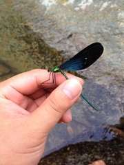 Matrona basilaris