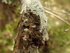 Collema subflaccidum