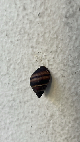 Bulimulus guadalupensis