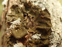 Collema subflaccidum