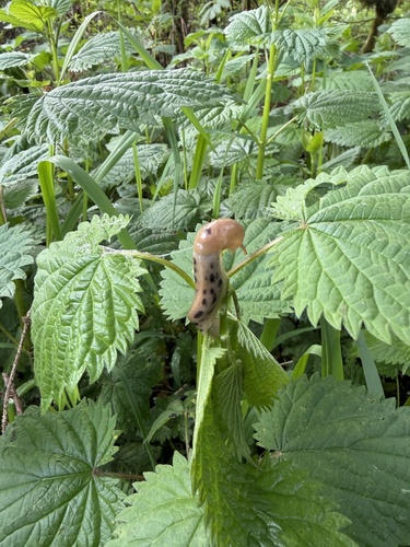 Ariolimax columbianus