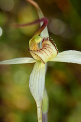 Caladenia fragrantissima