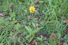 Coreopsis nuecensis