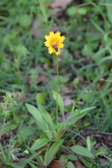 Coreopsis nuecensis