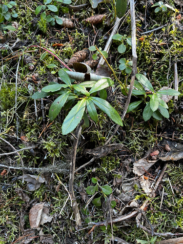 pipsissewa