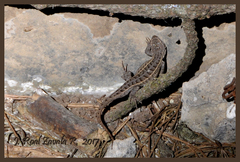 Sceloporus aeneus