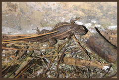 Sceloporus aeneus