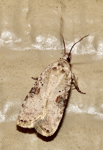 Poison hemlock moth photo 4