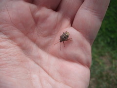 Cermatulus nasalis nasalis