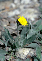 Pilosella flagellaris