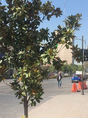 Magnolia grandiflora