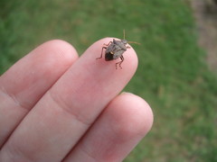 Cermatulus nasalis nasalis