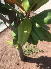 Magnolia grandiflora