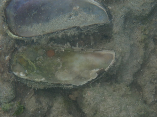 Modiolus capax, 2026-04-27