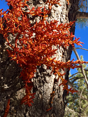 Arceuthobium vaginatum cryptopodum