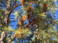 Arceuthobium vaginatum cryptopodum