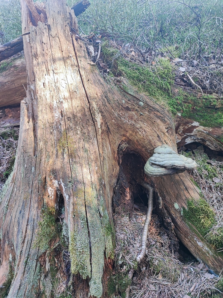 Fomitopsis pinicola · April 2026 · photo: © andest99 (iNaturalist, cc-by)