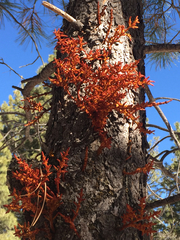 Arceuthobium vaginatum cryptopodum