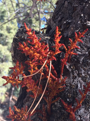 Arceuthobium vaginatum cryptopodum