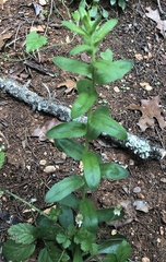 Myosotis macrosperma