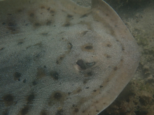 Cortez round stingray (Urobatis maculatus) — Urotrygonidae — 3