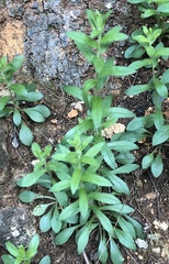Myosotis macrosperma
