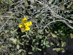 Erysimum suffrutescens