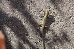 Podarcis siculus siculus
