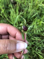 Gnorimoschema grindeliae