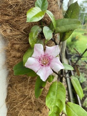 Strophanthus gratus