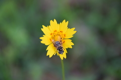 Coreopsis nuecensis