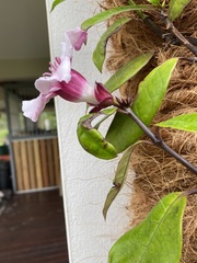 Strophanthus gratus
