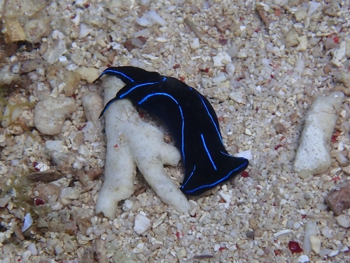 Chelidonura varians