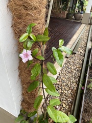 Strophanthus gratus
