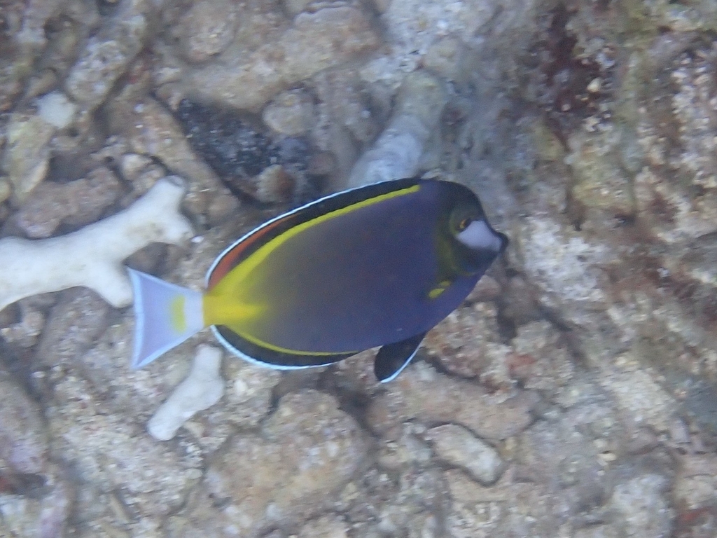 Japanese Surgeonfish