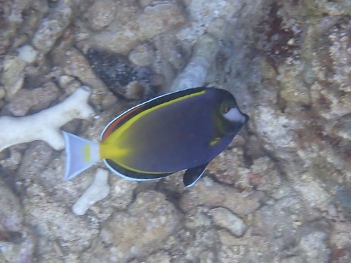Acanthurus japonicus
