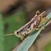 Aztec Spur-throated Grasshopper - Photo (c) Galen Stewart, some rights reserved (CC BY-NC), uploaded by Galen Stewart