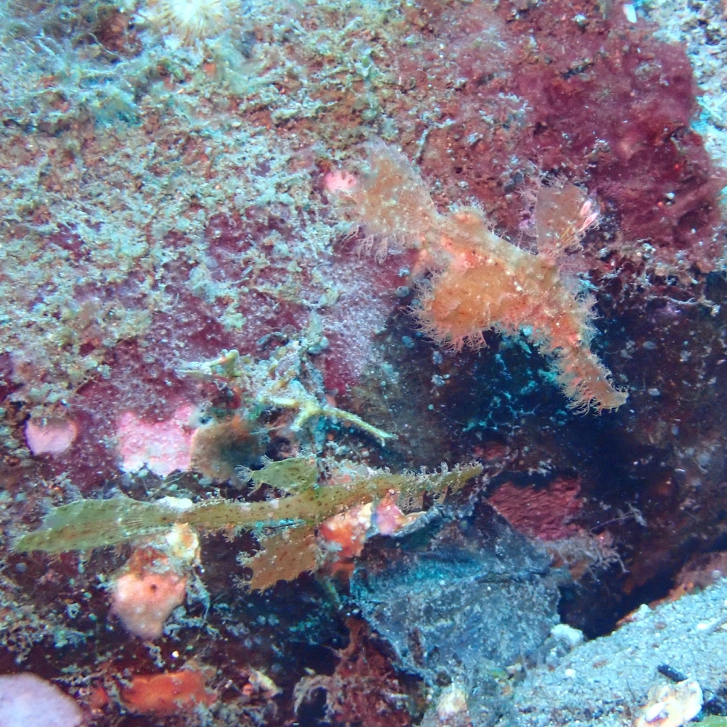 Ghost Pipefishes