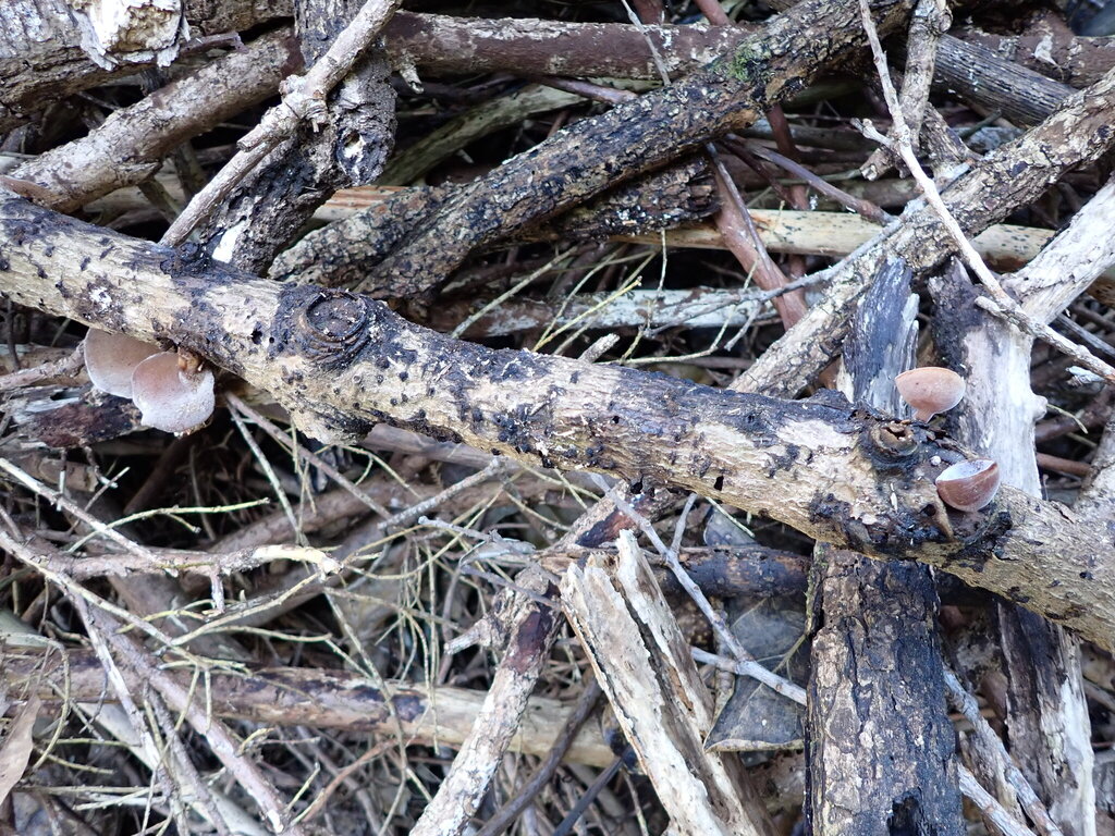 Auricularia cornea · April 2026 · photo: © bethmaree (iNaturalist, cc-by)