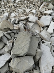 Bolivaria brachyptera