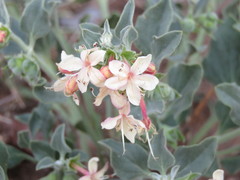 Tetraclea coulteri
