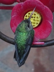 Cynanthus latirostris